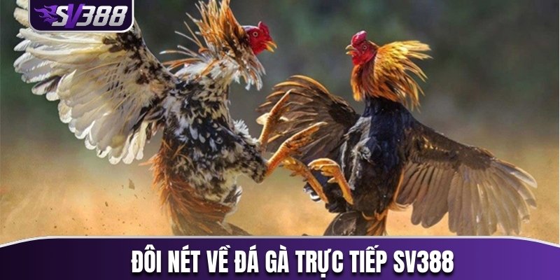 Đôi nét về đá gà trực tiếp SV388